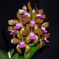Cattleya tigrina