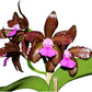 Cattleya tigrina