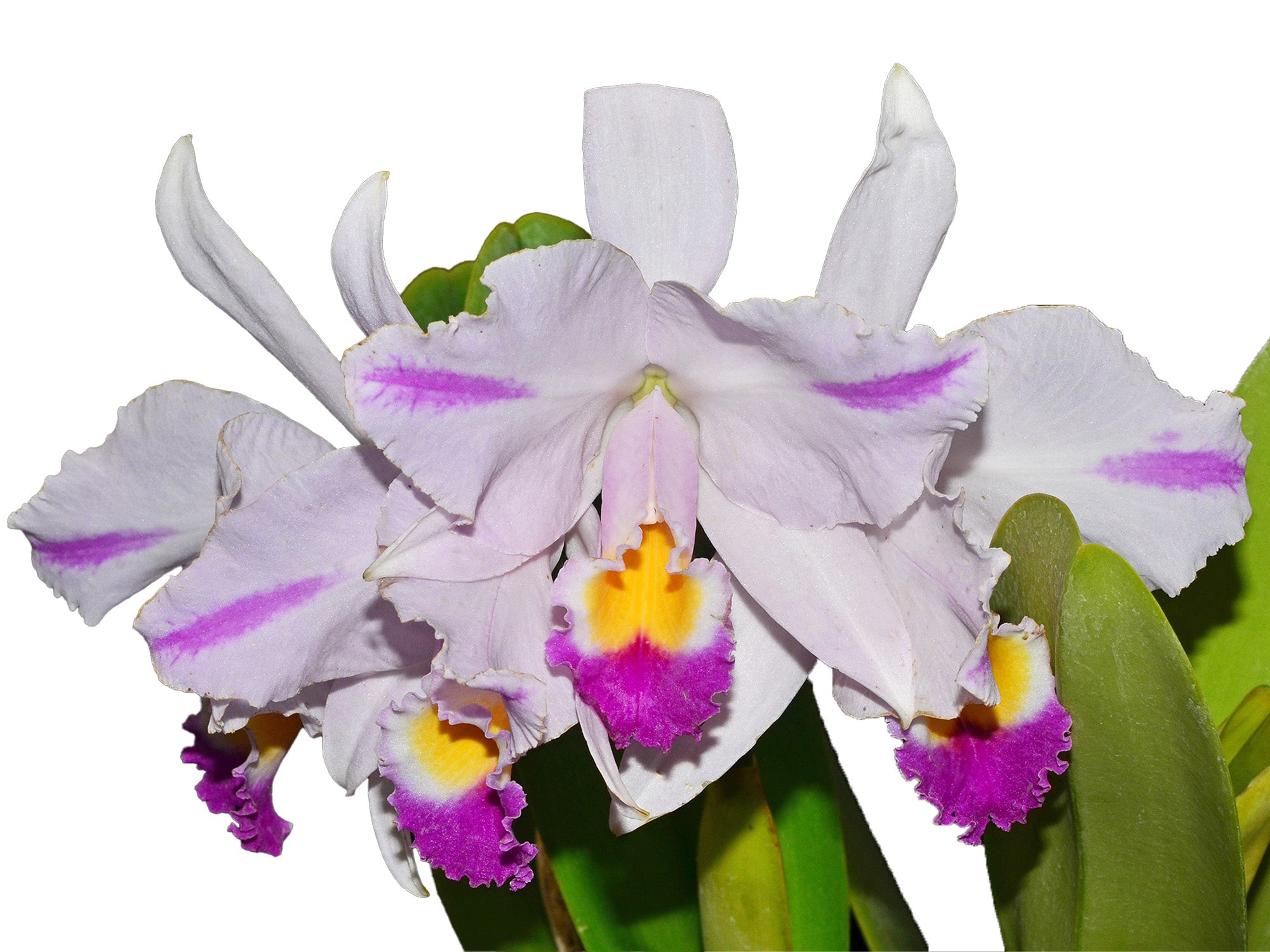 Cattleya trianae splash Real x splash – Orchid Stuff Plus