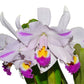 Cattleya trianae splash Real x splash