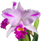 Cattleya trianae splash Real x splash