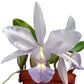 Cattleya walkeriana f. azul