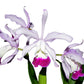 Cattleya x irrorata 'Aquimi-alba x purple lip'