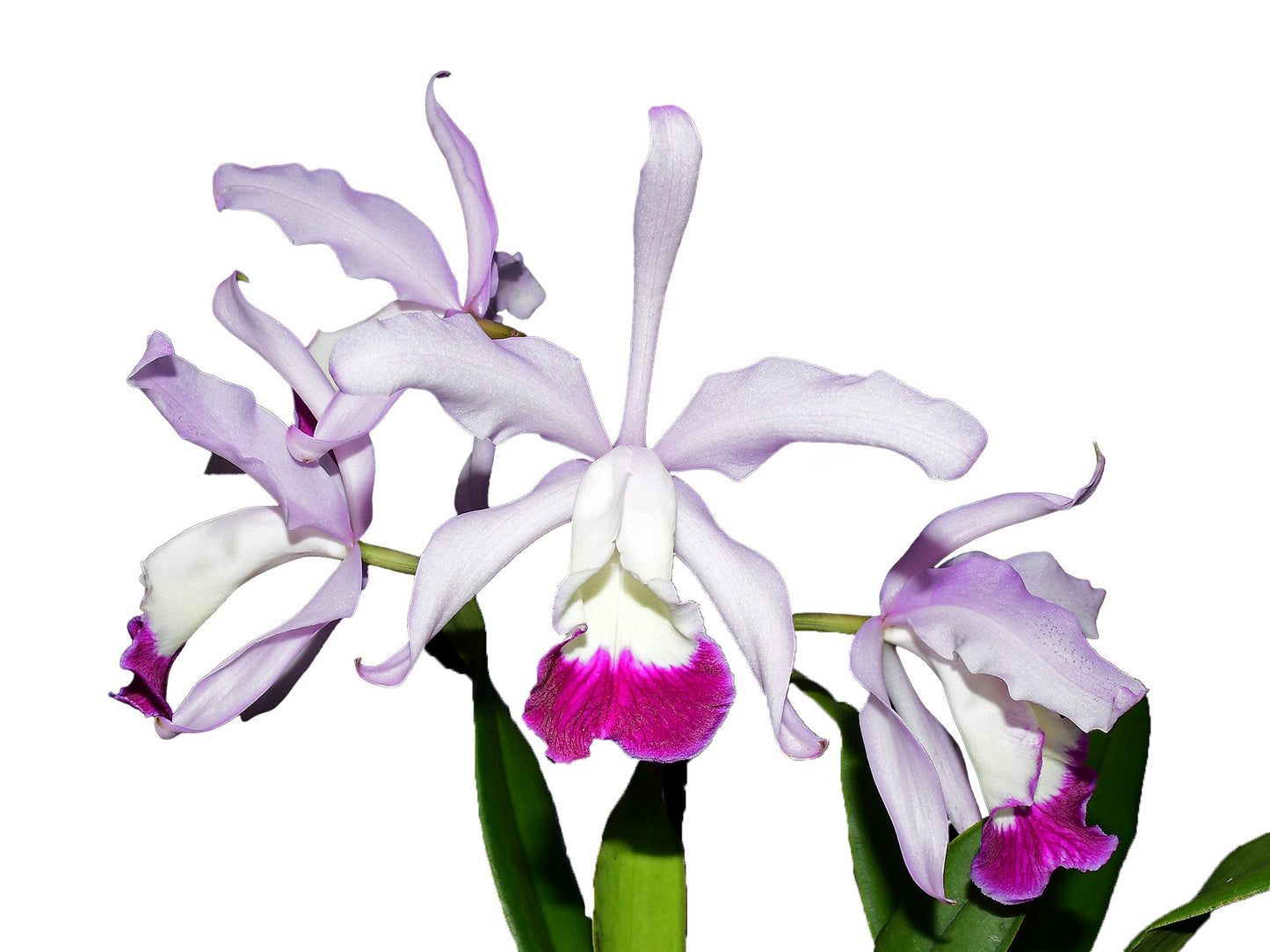 Cattleya x irrorata 'Aquimi-alba x purple lip'