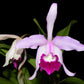 Cattleya x irrorata 'Aquimi-alba x purple lip'