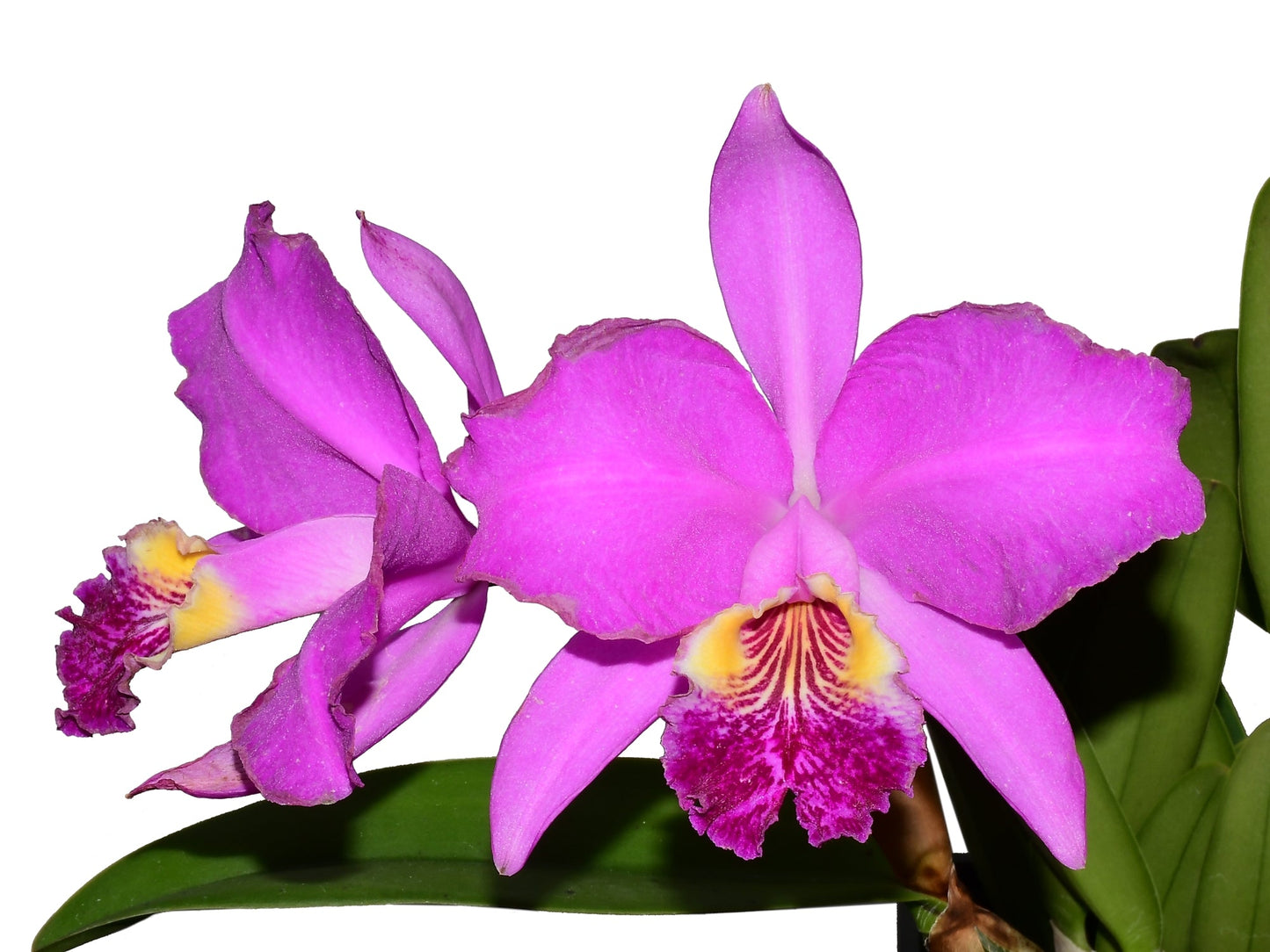 Cattleya lueddemanniana 'Camila' x 'Rombito' - the flowers are highly praised for their rich, floral scent