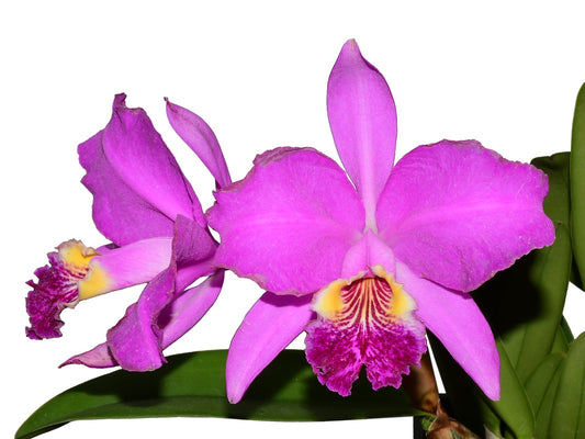 Cattleya lueddemanniana 'Camila' x 'Rombito' - the flowers are highly praised for their rich, floral scent