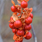 30 Celastrus scandens Seeds | American Bittersweet | Native Climbing Vine | Ornamental Berry & Wildlife Plant