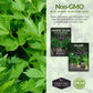 Celery Seed Collection – Utah Celery & Chinese Celery for Flavorful, Productive Gardens