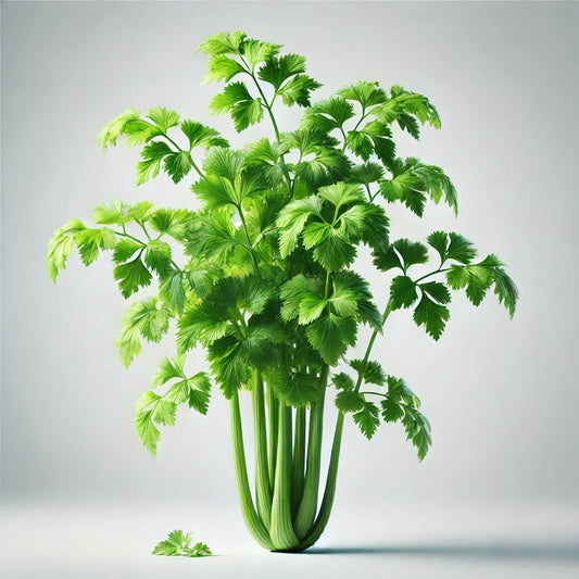 Celery (Cutting) Seeds (4x)