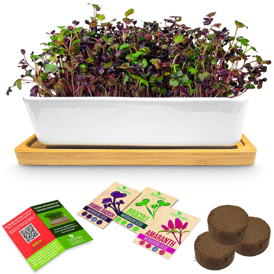 Ceramic Microgreens Growing Kit to Grow 3 Crops Including Organic USDA Red Amaranth, Purple Rambo Radish & Broccoli Microgreens Seeds.