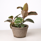 Ficus Elastica 'Ruby Pink'