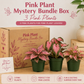 Pink Plant Mystery Bundle Box - 3 Pink Plants