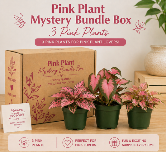 Pink Plant Mystery Bundle Box - 3 Pink Plants