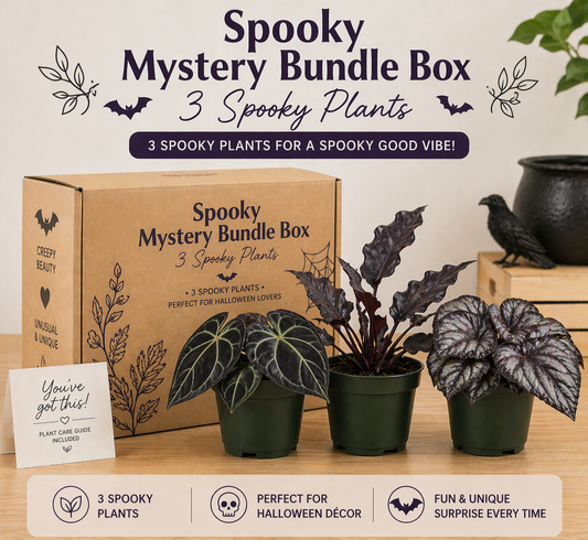 Spooky Mystery Bundle Box - 3 Spooky Plants