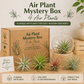 Air Plant Mystery Box - 4 Air Plants