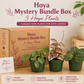 Hoya Mystery Bundle Box - 3 Hoya Plants