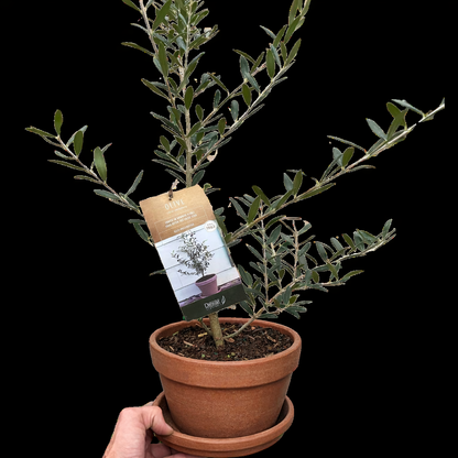 Common Olive Tree (Olea europaea) - FREE SHIPPING