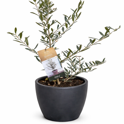 Common Olive Tree (Olea europaea) - FREE SHIPPING
