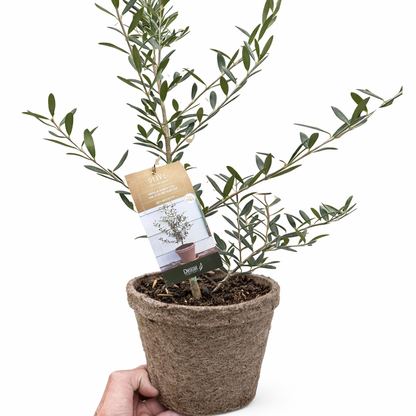 Common Olive Tree (Olea europaea) - FREE SHIPPING