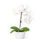 Orchid 'White Phalaenopsis'