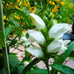 50 WHITE TURTLEHEAD Chelone Glabra Flower Seeds