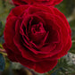 Cherrytini Rose 1.5 gallon Pot