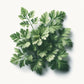Chervil (Fine Curled) Seeds (4x)