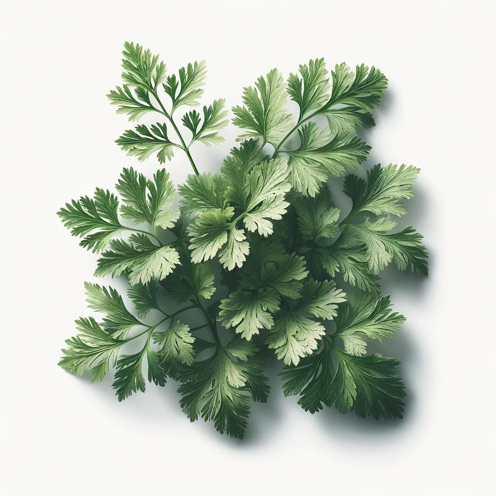 Chervil (Fine Curled) Seeds (4x)
