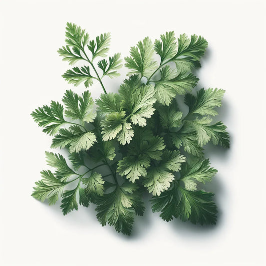 Chervil (Fine Curled) Seeds (4x)