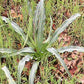 10 WAVY LEAFED SOAP PLANT California Soaproot Amole Lily Chlorogalum Pomeridianum Laothoe White Purple Striped Flower Native Herb Seeds