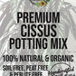 Cissus Premium Potting Mix