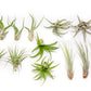 SALE - The Elegant Collection of Tillandsia Air Plants - Set of 10, 20, or 30 - 60% Off