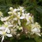 20 WHITE CLEMATIS Virginiana / Virgins Bower Flower Vine Seeds