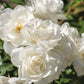Iceberg Climbing Rose 1.5 gallon Pot