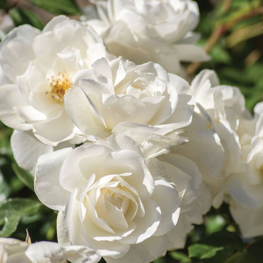 Iceberg Climbing Rose 1.5 gallon Pot
