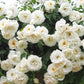 Iceberg Climbing Rose 1.5 gallon Pot