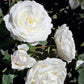 Cloud 10 Climbing Rose