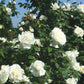 Cloud 10 Climbing Rose