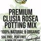 Clusia Rosea Premium Potting Mix
