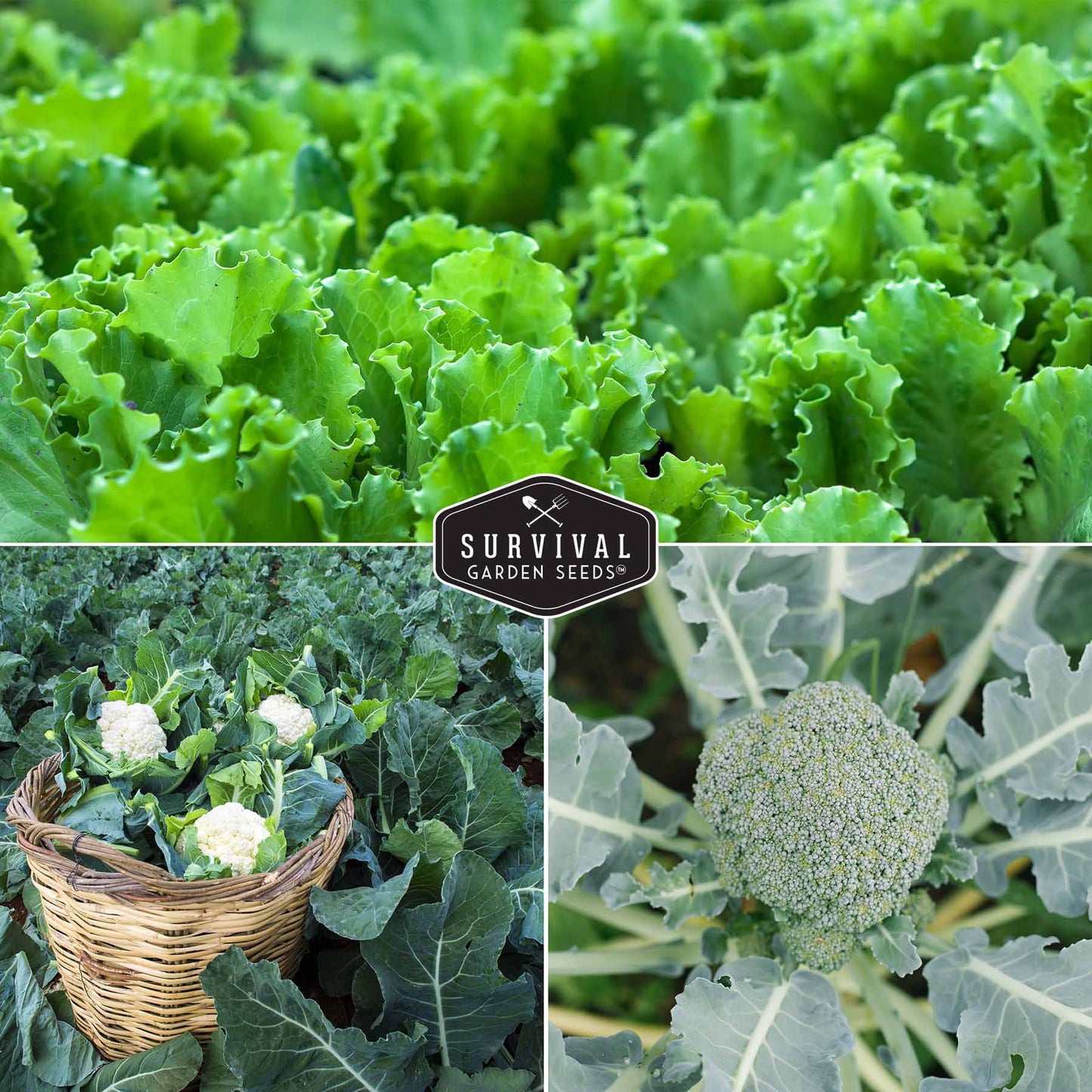 Cool Weather Garden Seeds Collection – 5 Heirloom Non-GMO Vegetables for Fall & Spring Planting | Cold-Hardy Greens & Herbs