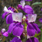500 CHINESE HOUSES Pagodas Collinsia Heterophylla Flower Seeds