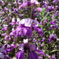 500 CHINESE HOUSES Pagodas Collinsia Heterophylla Flower Seeds