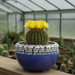Peety Pots by Pablo