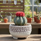 Peety Pots by Pablo