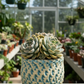 Peety Pots by Pablo