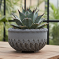 Peety Pots by Pablo