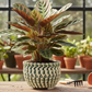 Peety Pots by Pablo