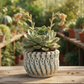 Peety Pots by Pablo
