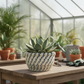 Peety Pots by Pablo